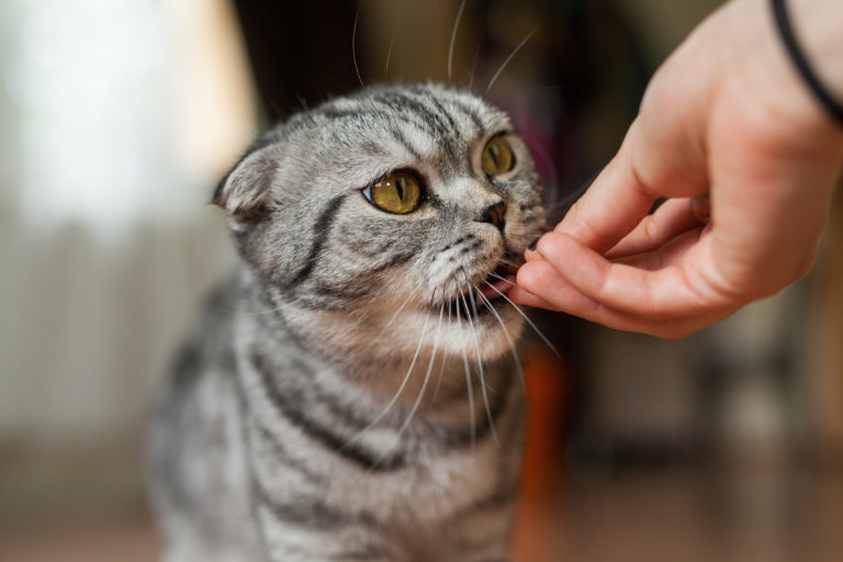 Voedingssupplementen voor katten