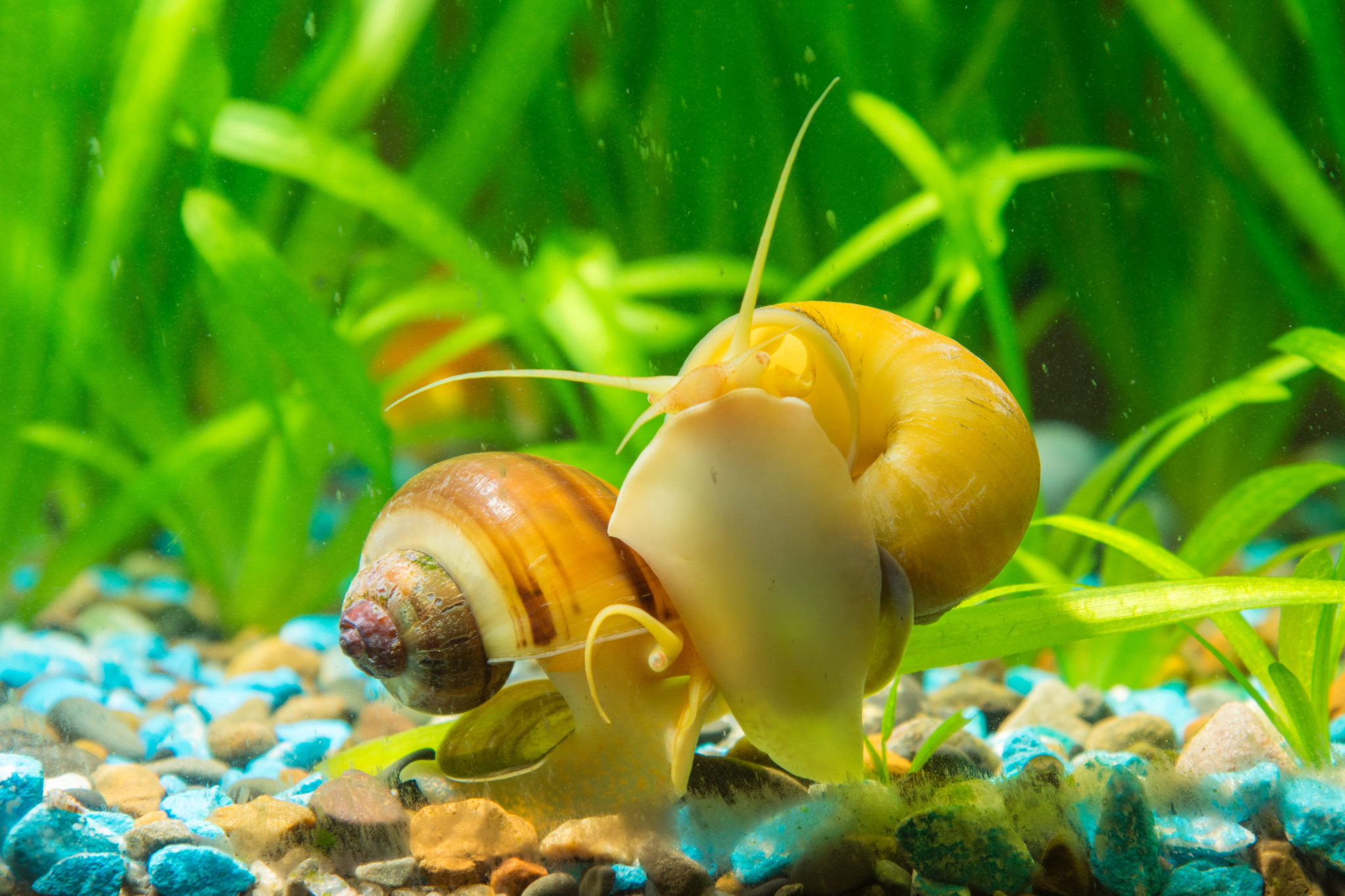 Acht Samengesteld baai Appelslakken - Kom meer te weten over deze aquariabewoners | zooplus