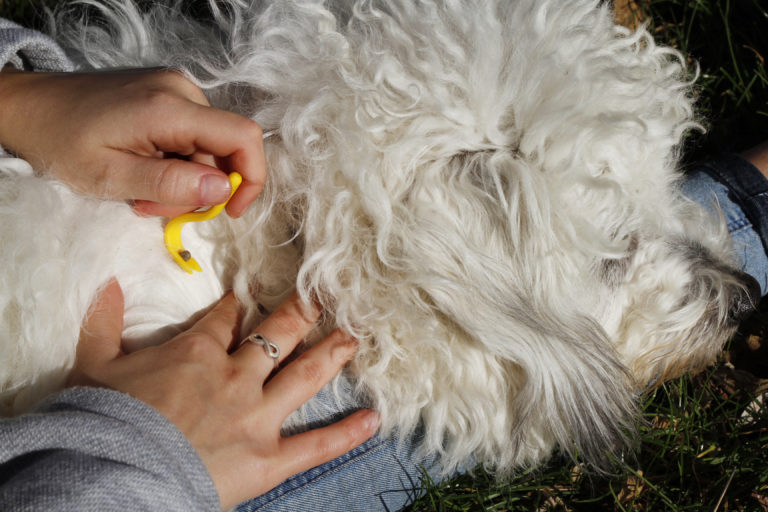 Teken bij honden