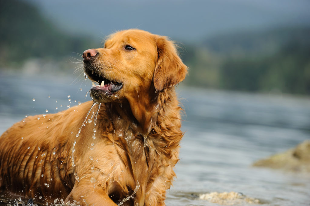 Golden Retriever Golden Retriever