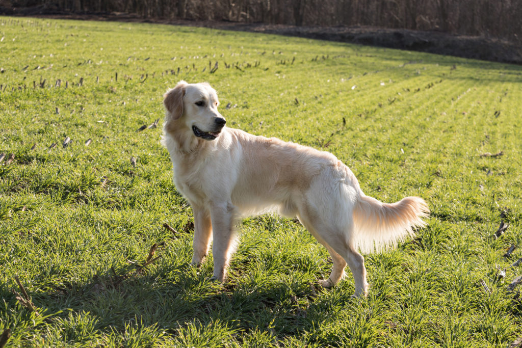 Golden Retriever - Vriendelijke en familiehond | zooplus