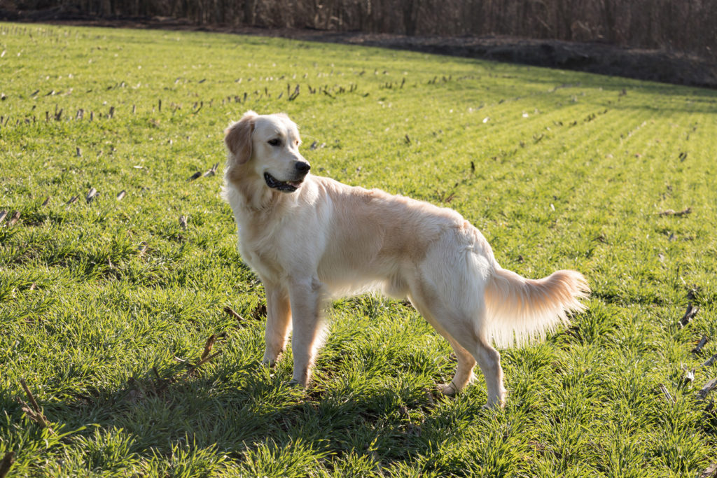 Golden Retriever