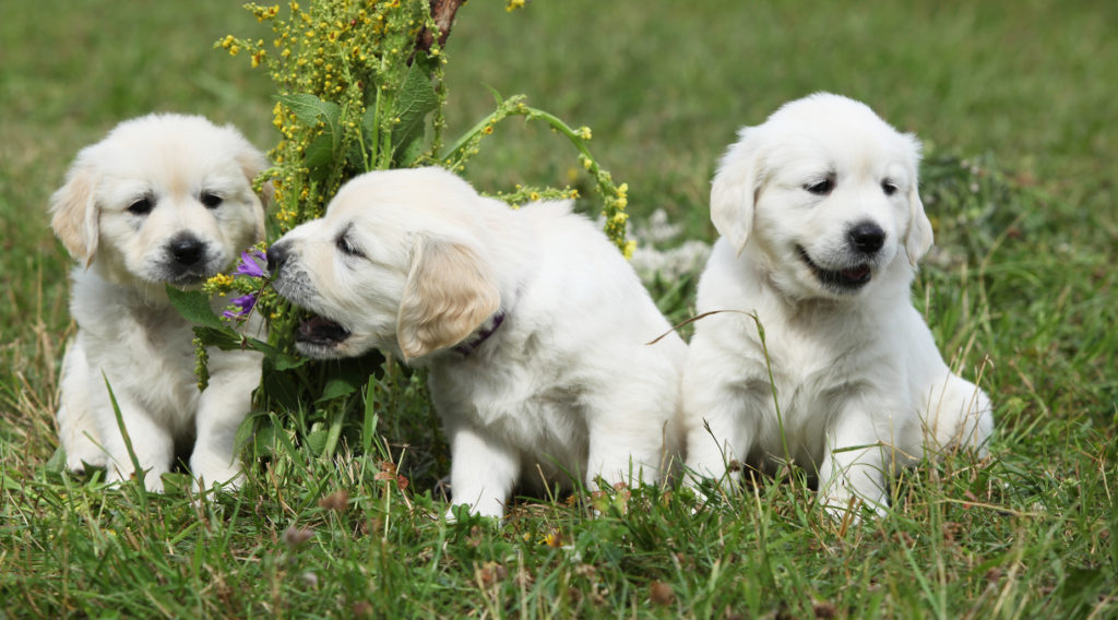 Golden Retriever Golden Retriever