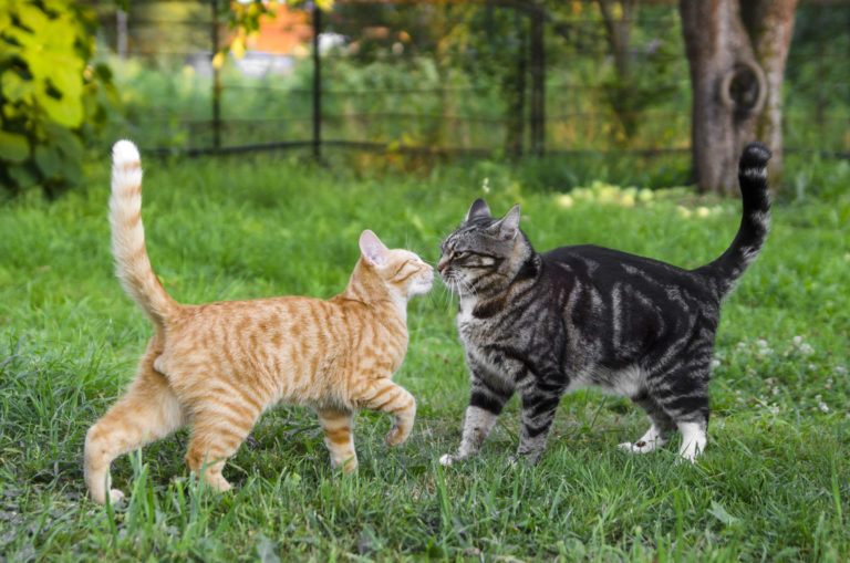 katten bij elkaar zetten