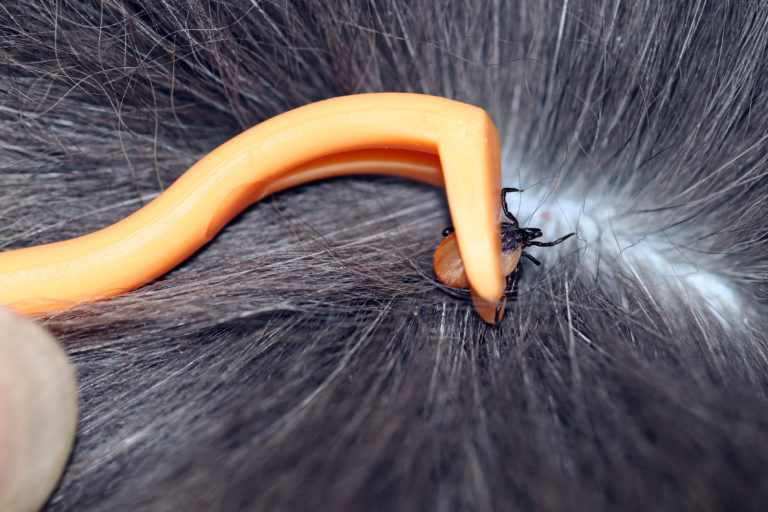 Vlooien en teken bij katten hoe te voorkomen en verwijderen? zooplus