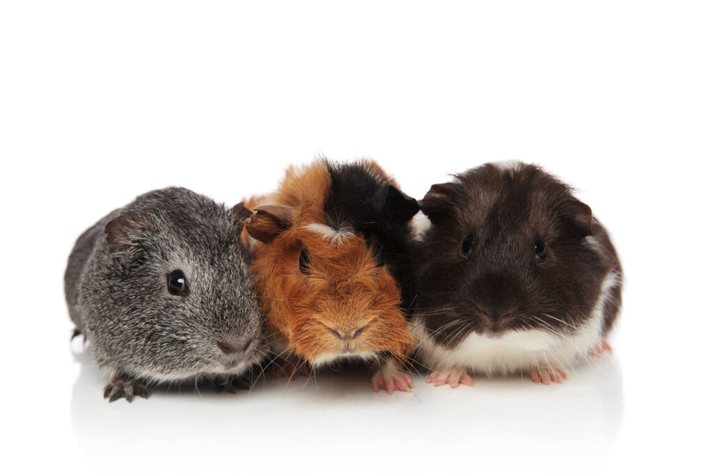 Guinea-Pigs cavia