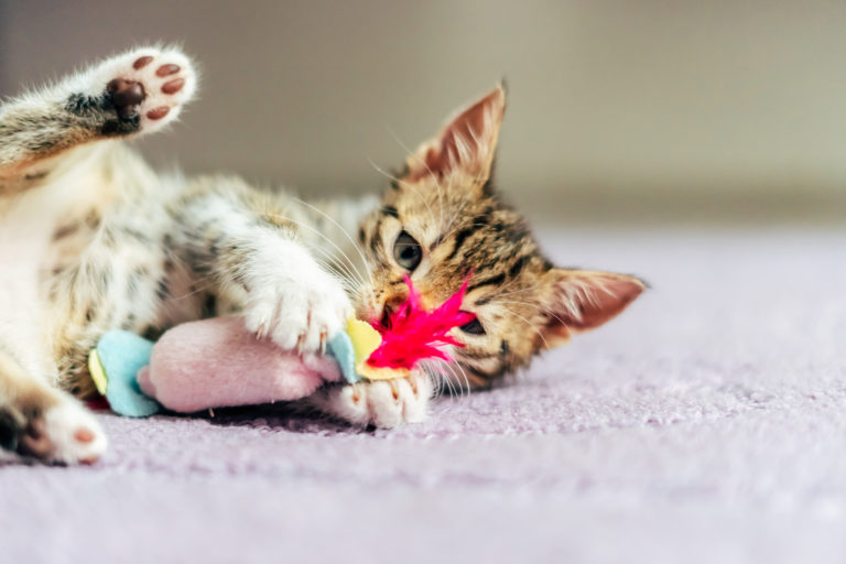 Spelen met katten - Hier vindt je alle informatie | zooplus