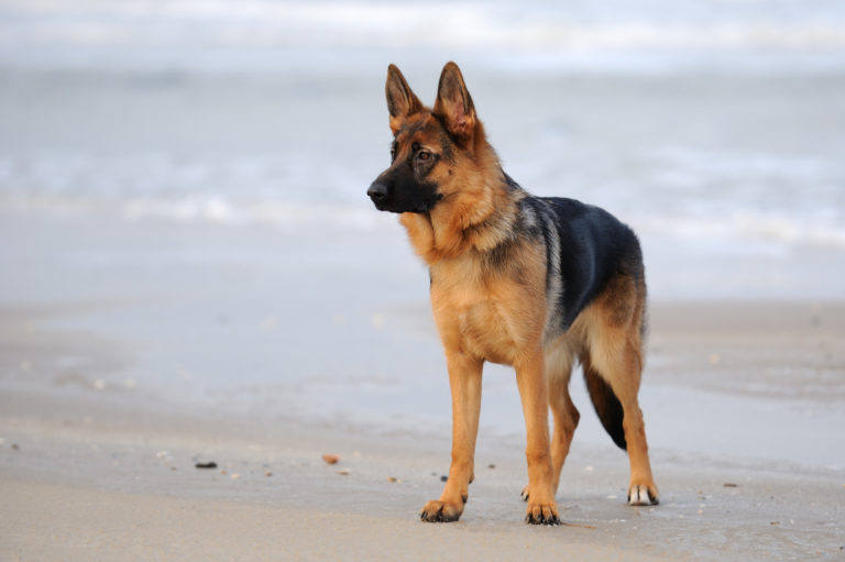 Justitie Hong Kong Onderdrukker Duitse herder - Een leergierige en veelzijdige hond | zooplus
