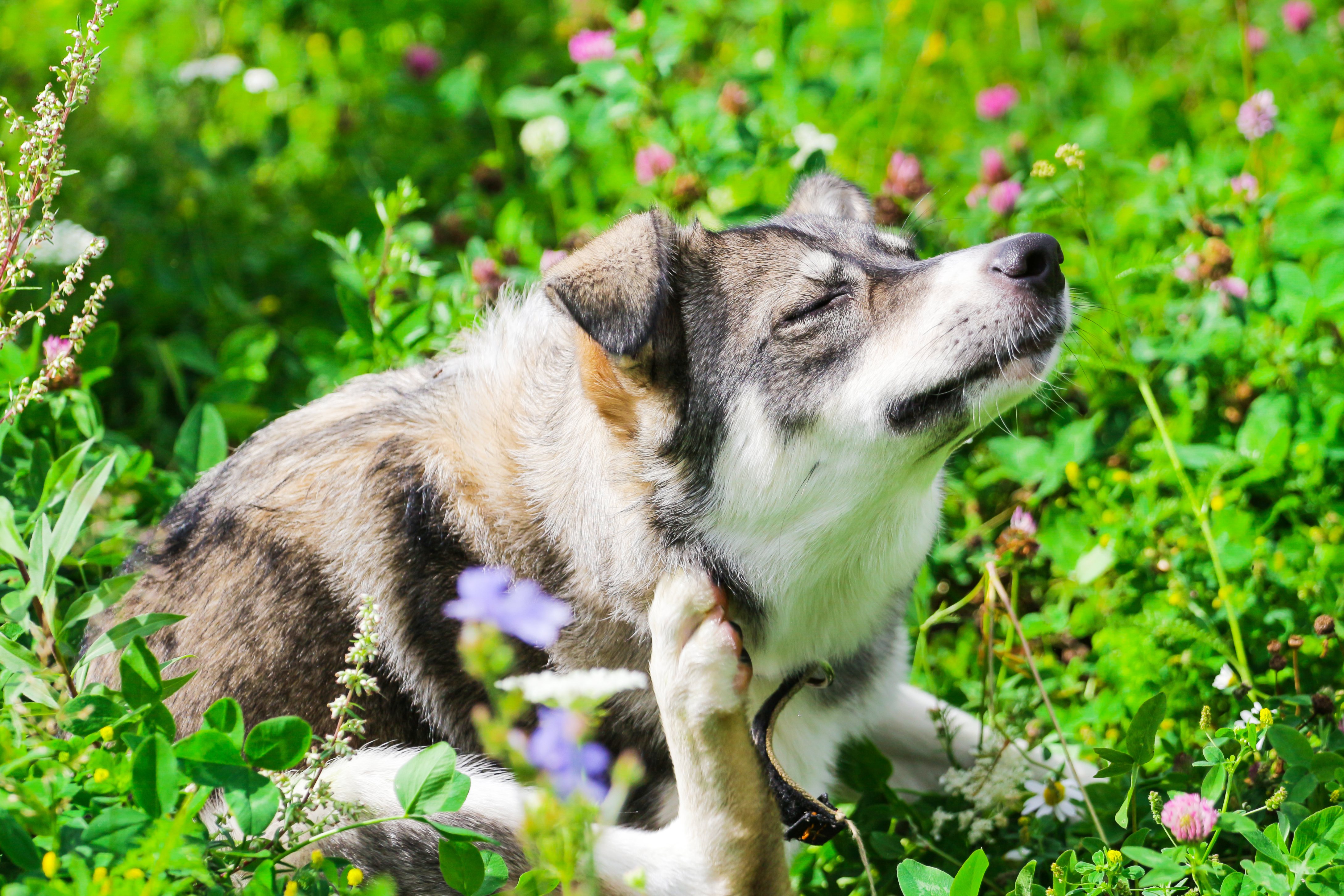 Vlooien bij honden: hoe kan ik voorkomen en bestrijden? | zooplus