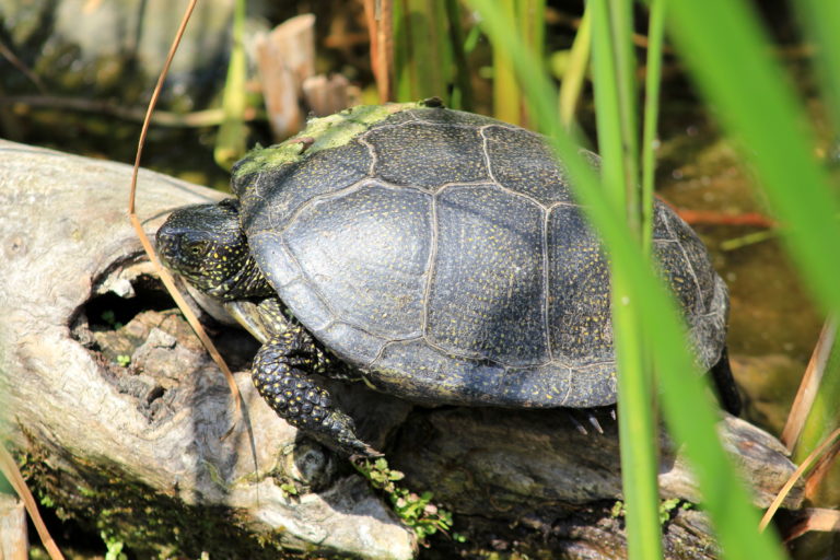 Water- en moerasschildpadden