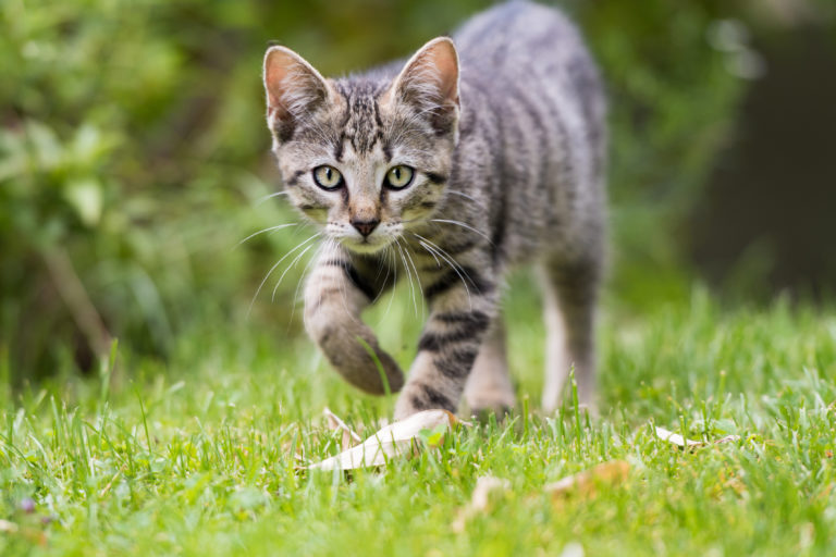 Een kattenproof tuin