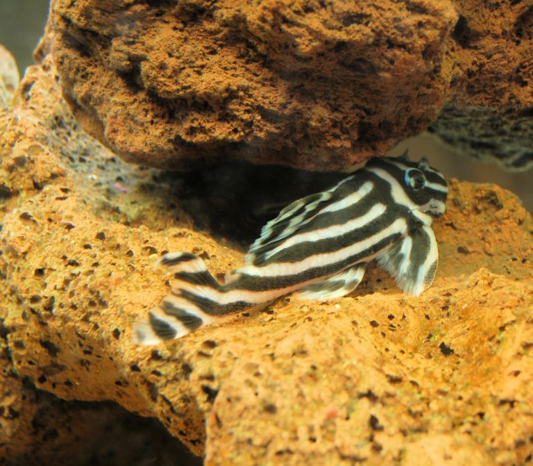 Zebra Pleco