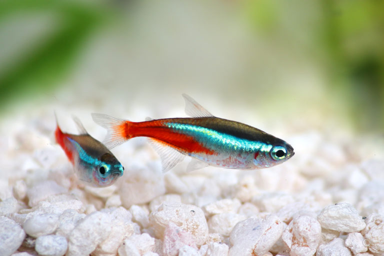 Neontetra