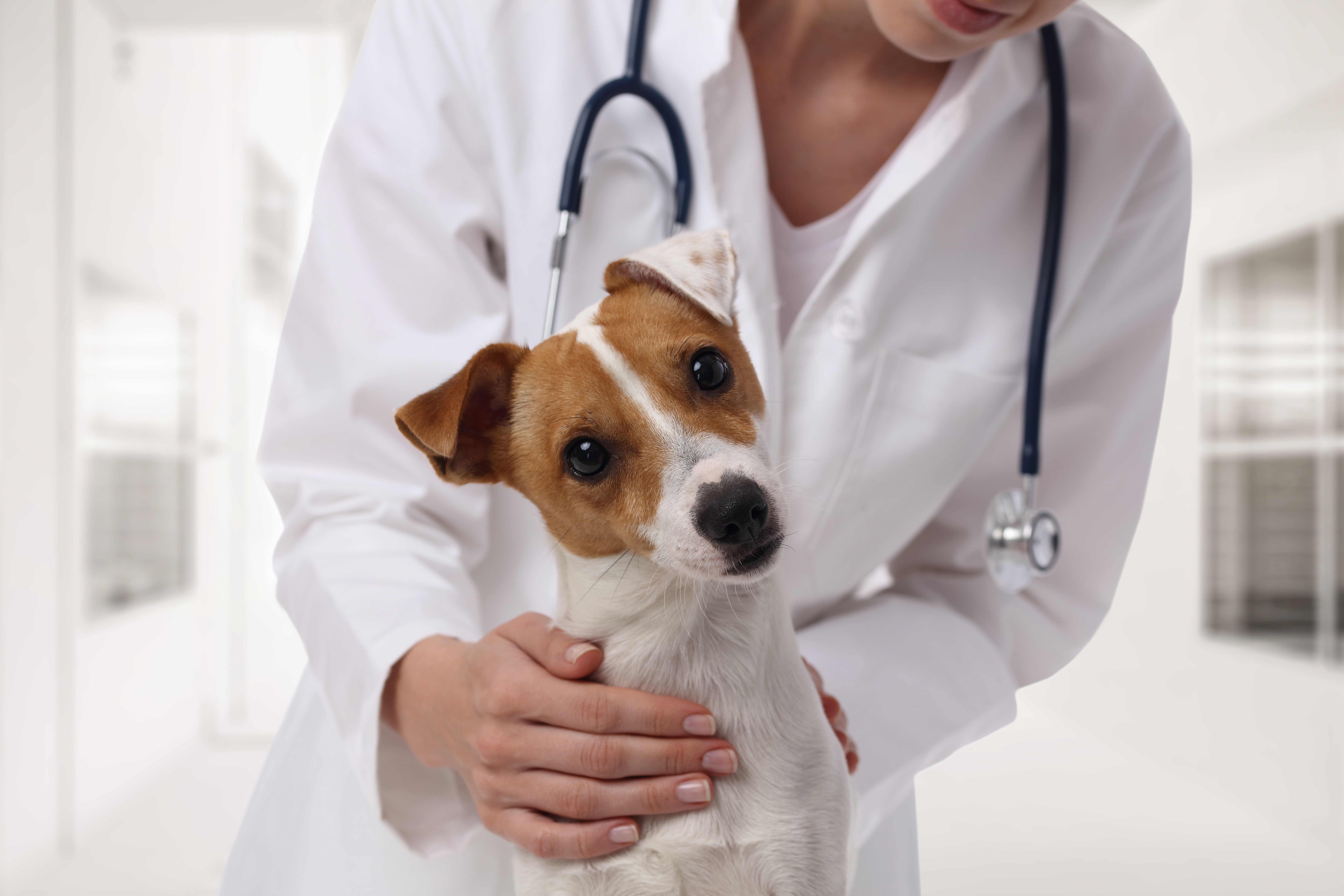 Giardia parasiet hond behandeling. Chronische giardia bij honden
