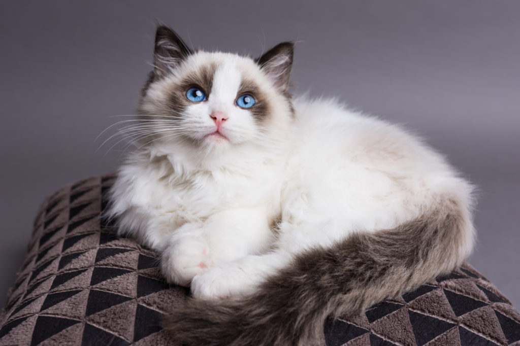 Grap Per Gasvormig Ragdoll - Vriendelijke en knuffelige katten | zooplus Magazine