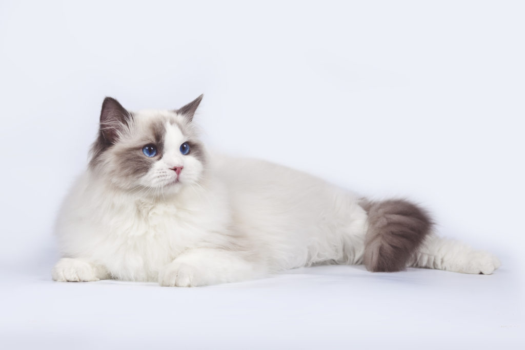 Rejse Vedligeholdelse Skære af Ragdoll - Vriendelijke en knuffelige katten | zooplus Magazine