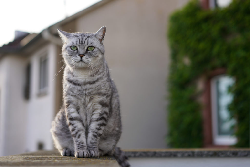 Skiën Leraar op school Beer Brits Korthaar - Lees meer over dit kattenras | zooplus