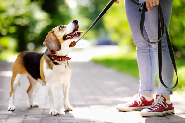 Wandelen met de hond