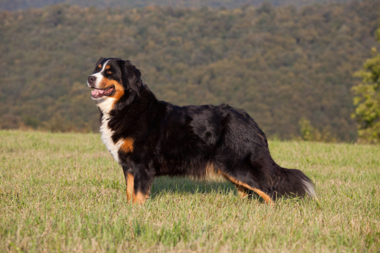 Berner sennenhond