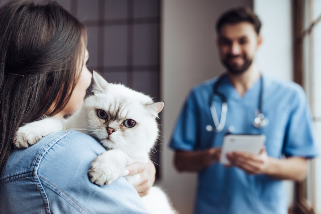 Moet ik mijn kat laten castreren? zooplus Magazine