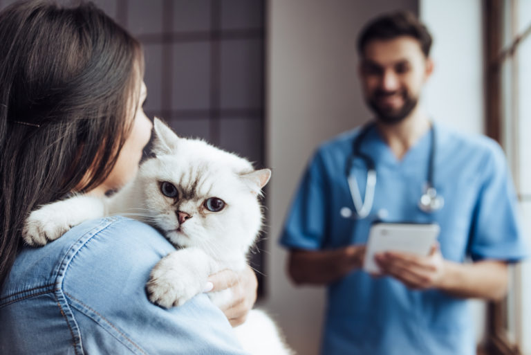 Castratie en sterilisatie bij katten