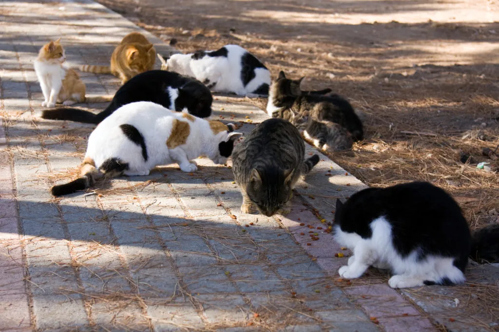 katten eten op straat