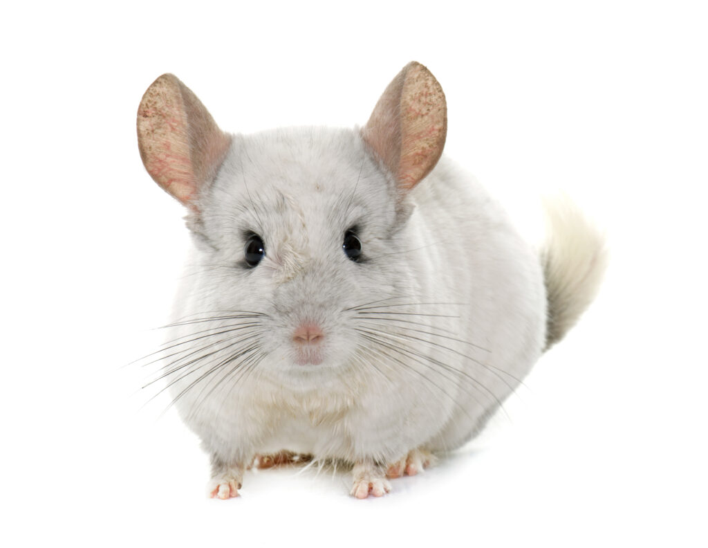 chinchilla