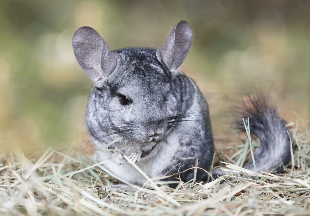 chinchilla2 chinchilla