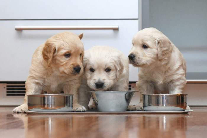 drie puppys eten uit bak