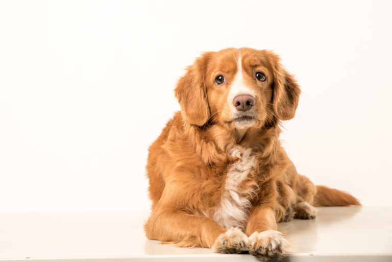 Nova Scotia Duck Tolling Retriever