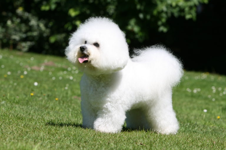 Bichon frisé Bichon frisé