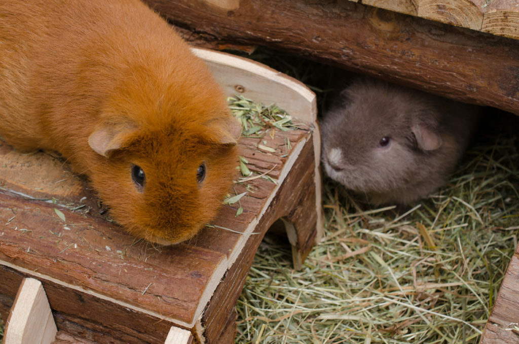 Cavia's in een kooi