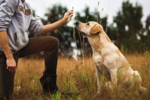 Gehoorzaamheidstraining voor de hond: oefeningen en tips