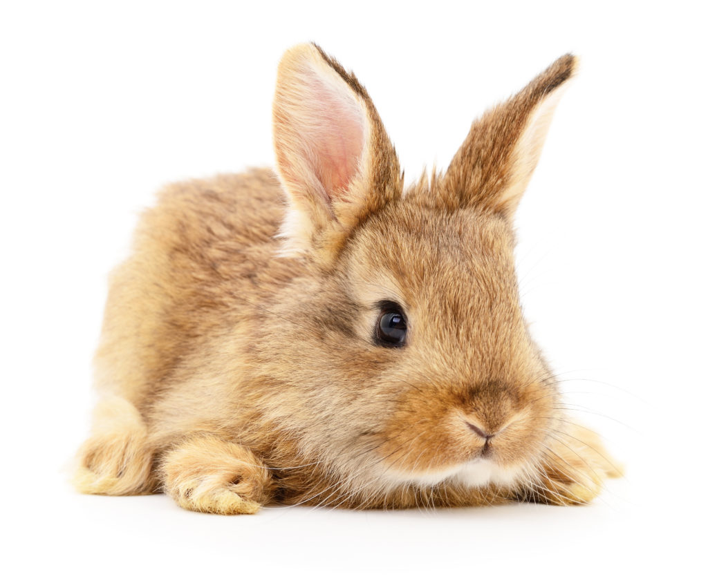 Konijn In Huis Hier Lees Je Alle Informatie Over Konijnen Zooplus