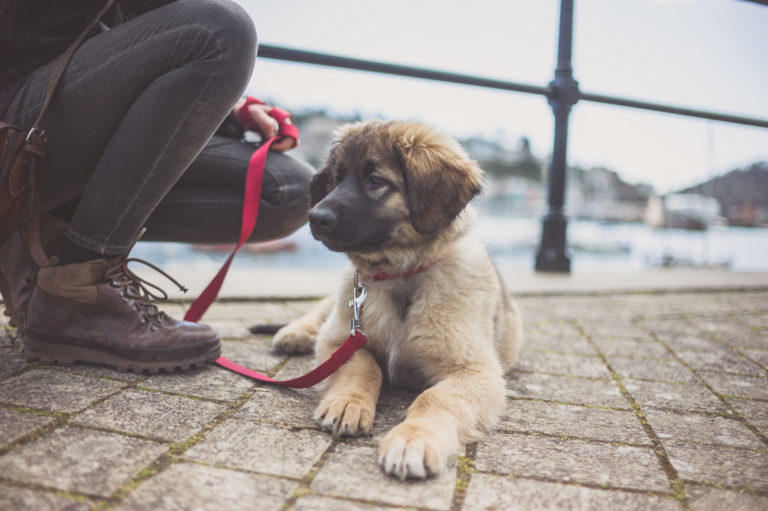 puppy uit het buitenland adopteren