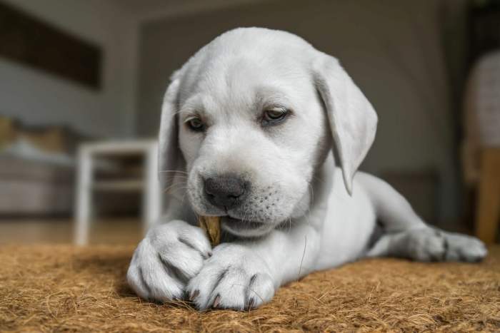 puppy met kauwstick