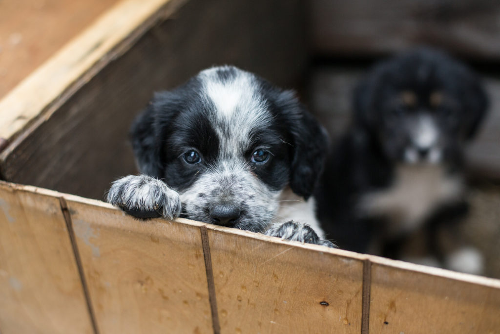 Een puppy adopteren uit het asiel Waar moet ik opletten? zooplus
