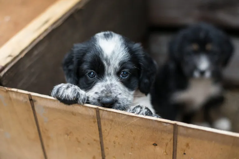 een puppy uit het asiel adopteren