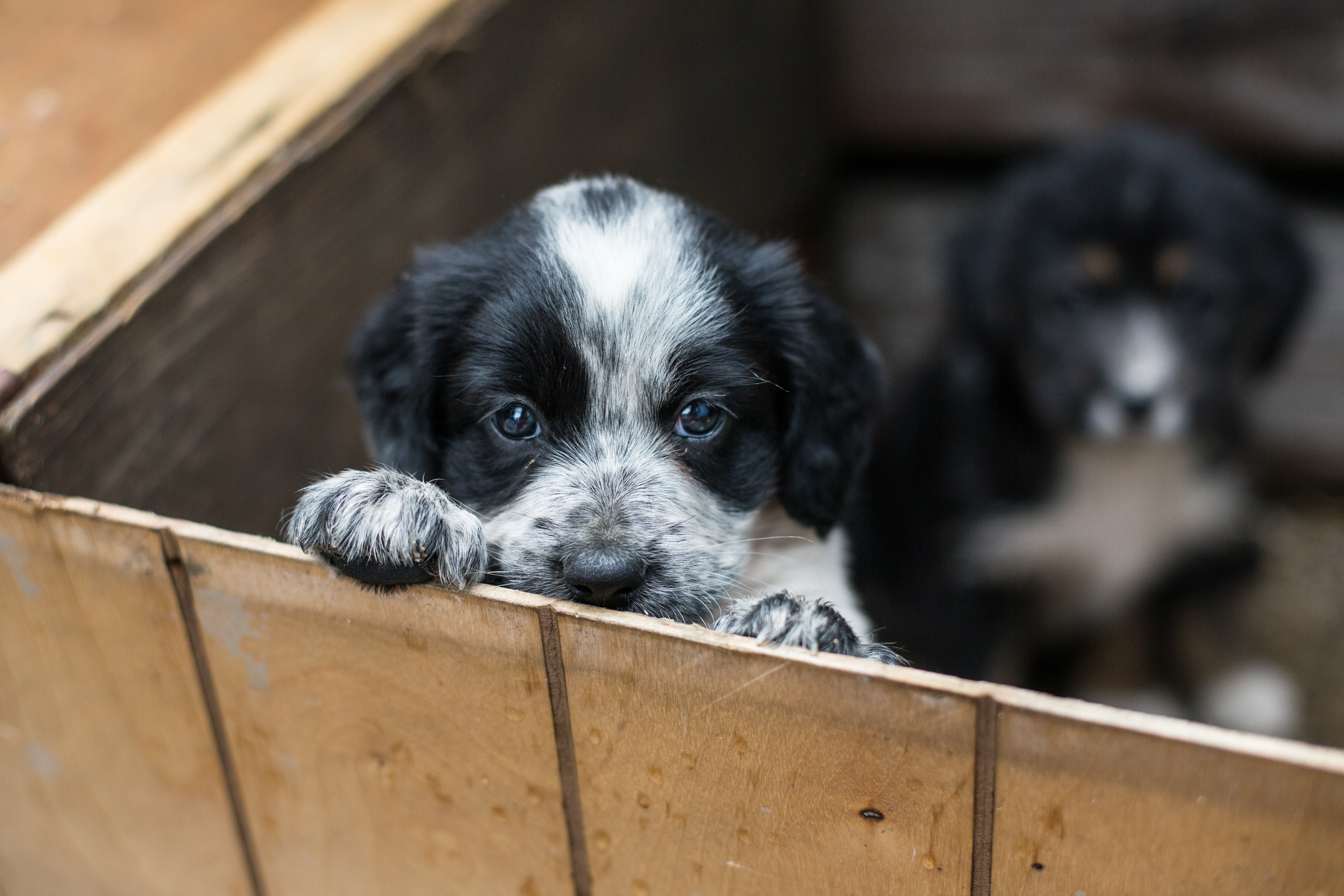 Heerlijk tweedehands Tub Een puppy adopteren uit het asiel - Waar moet ik opletten? | zooplus