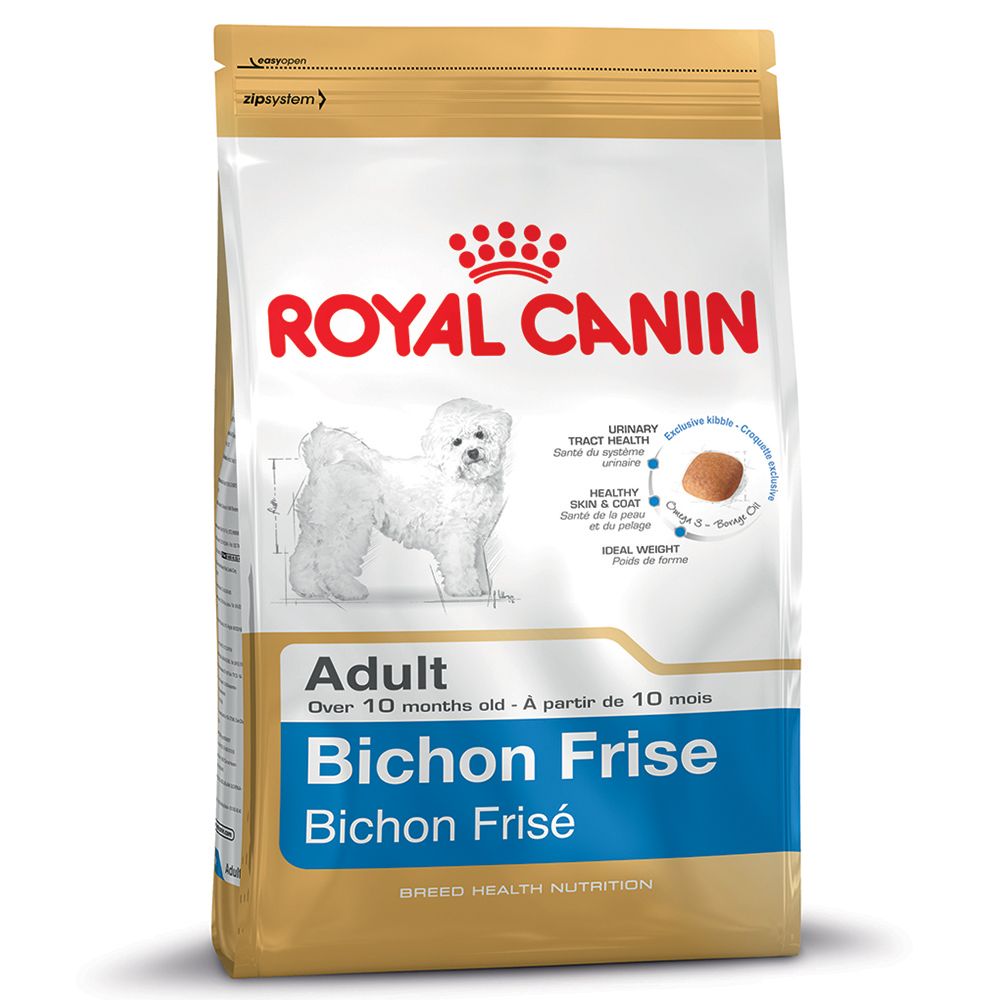 bichon frise