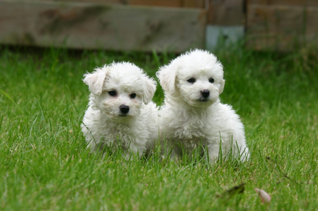 bichon frisé bichon frisé