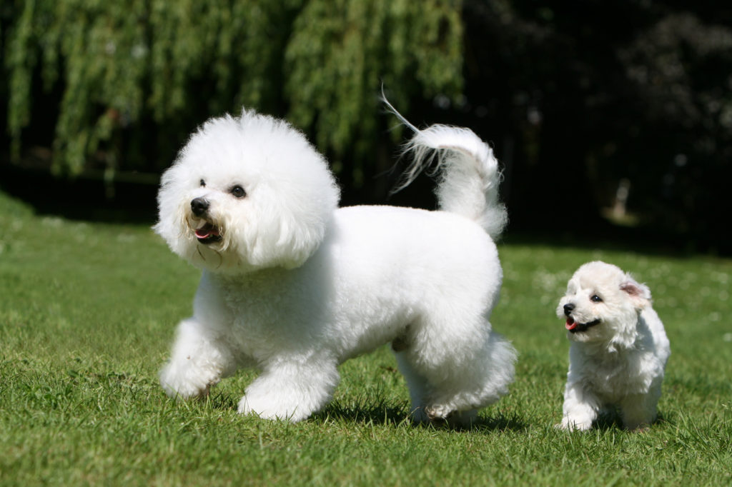 bichon frisé