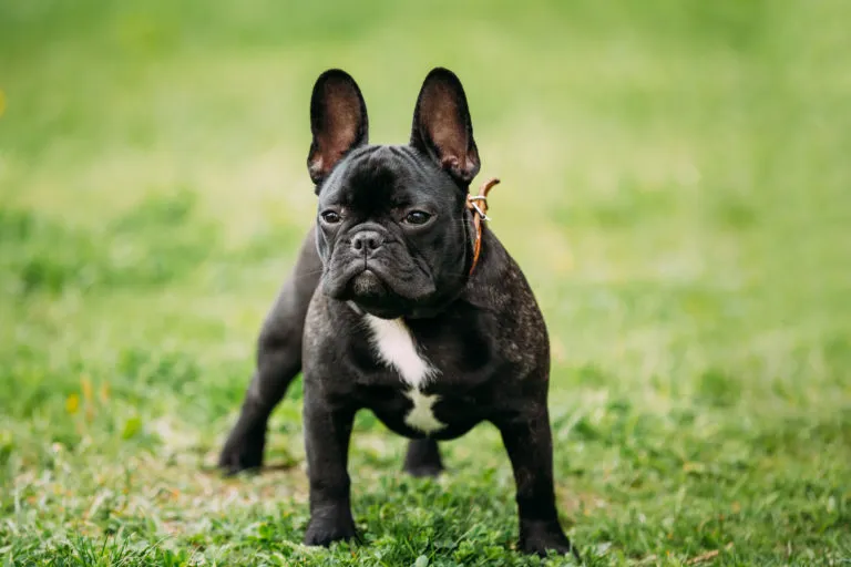 Franse Buldog