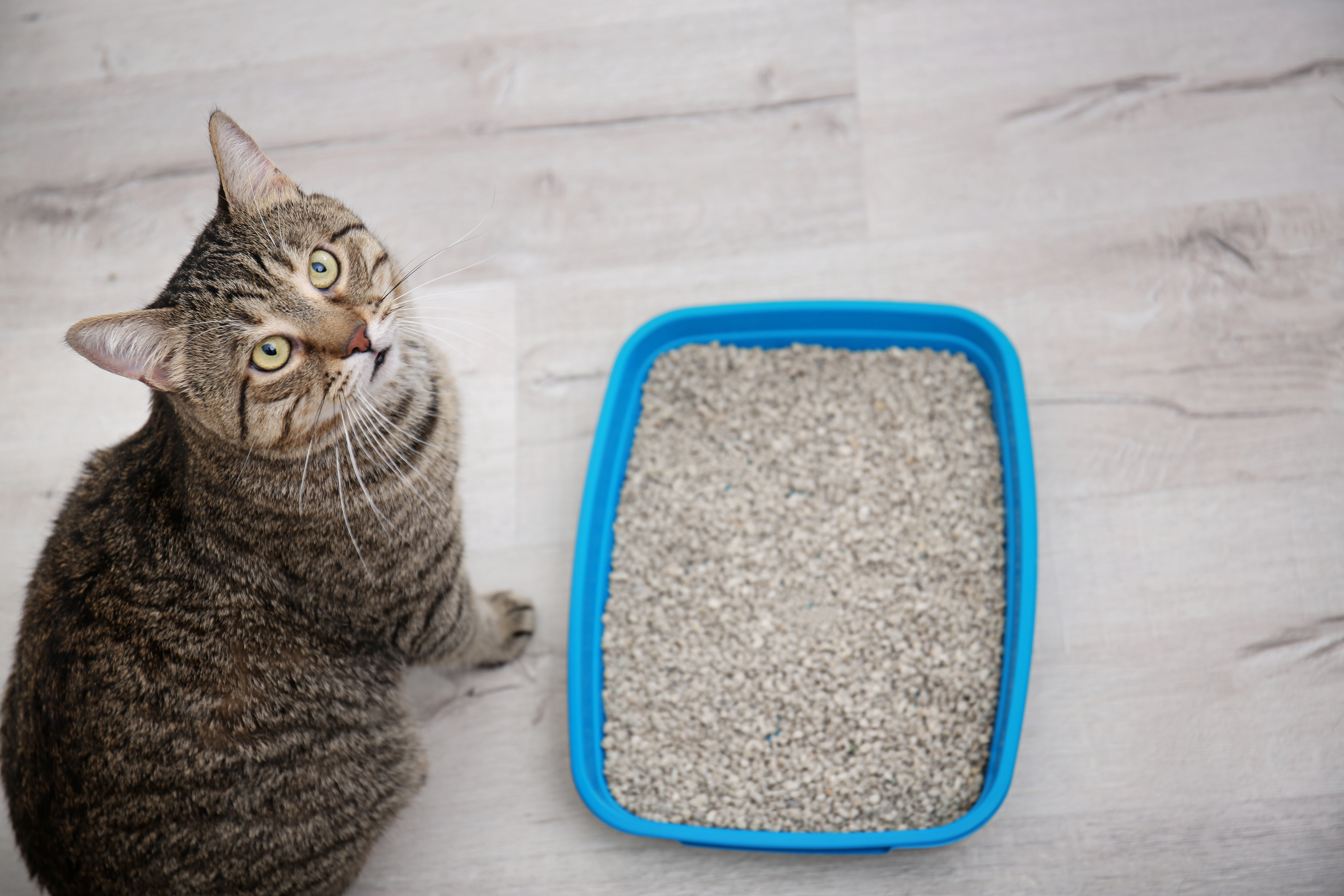 Dank je Allemaal buurman Kattenbakvulling: silicaat of klonterend, wat zijn de verschillen? | zooplus