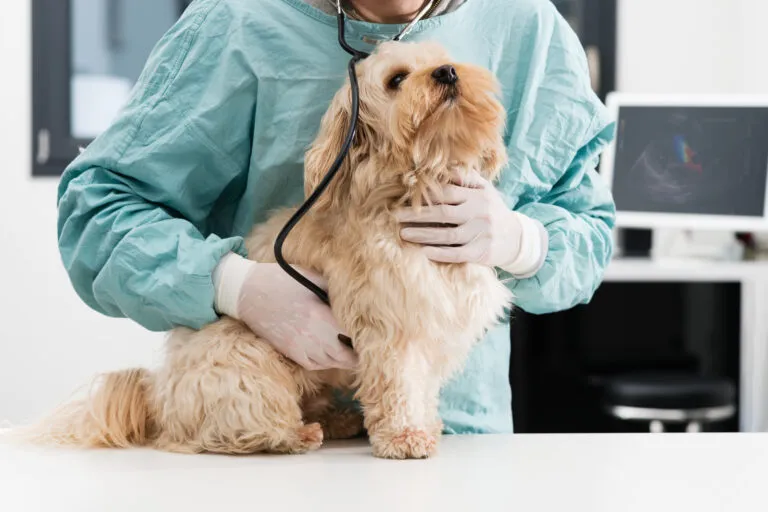 Alvleesklierontsteking bij de hond