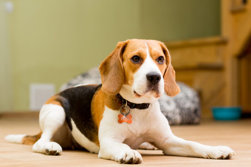 beagle beagle