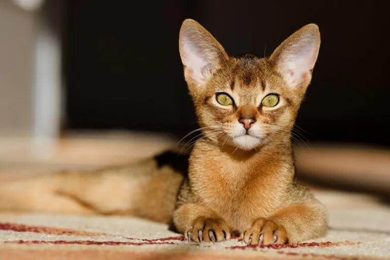 jonge kat ligt op de grond