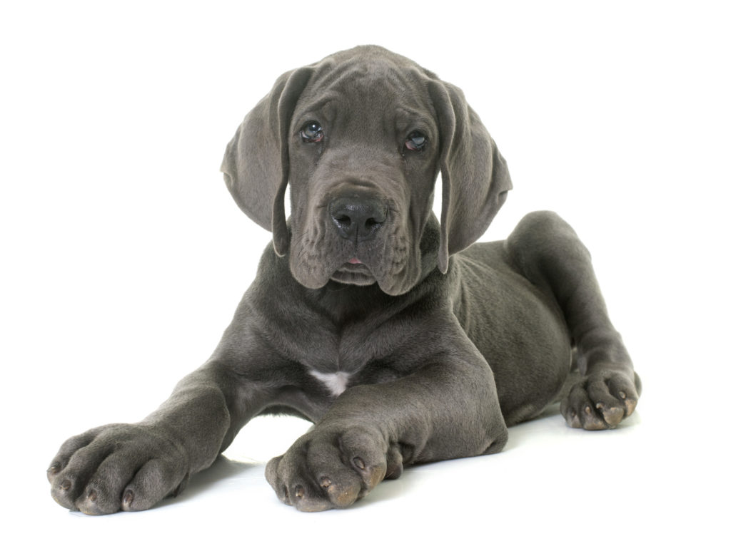 Duitse dog Duitse dog