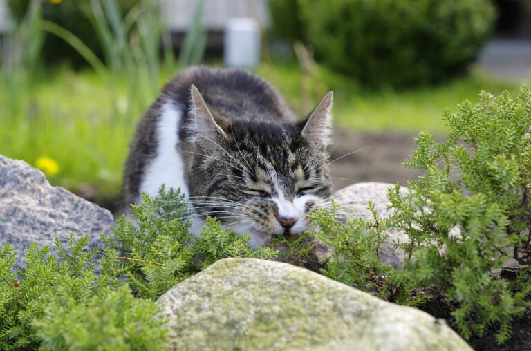 Kat eet giftige plant