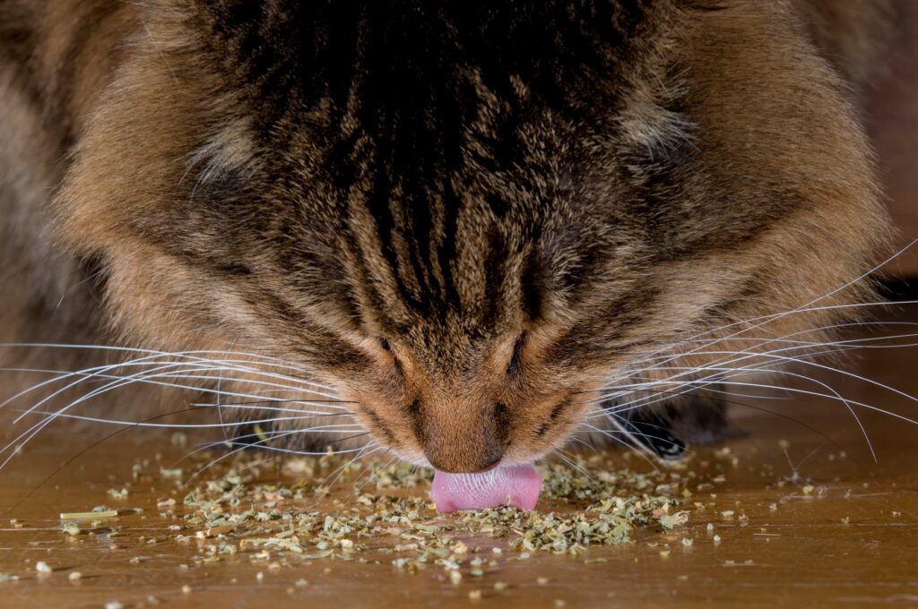 Kat eet kattenkruid